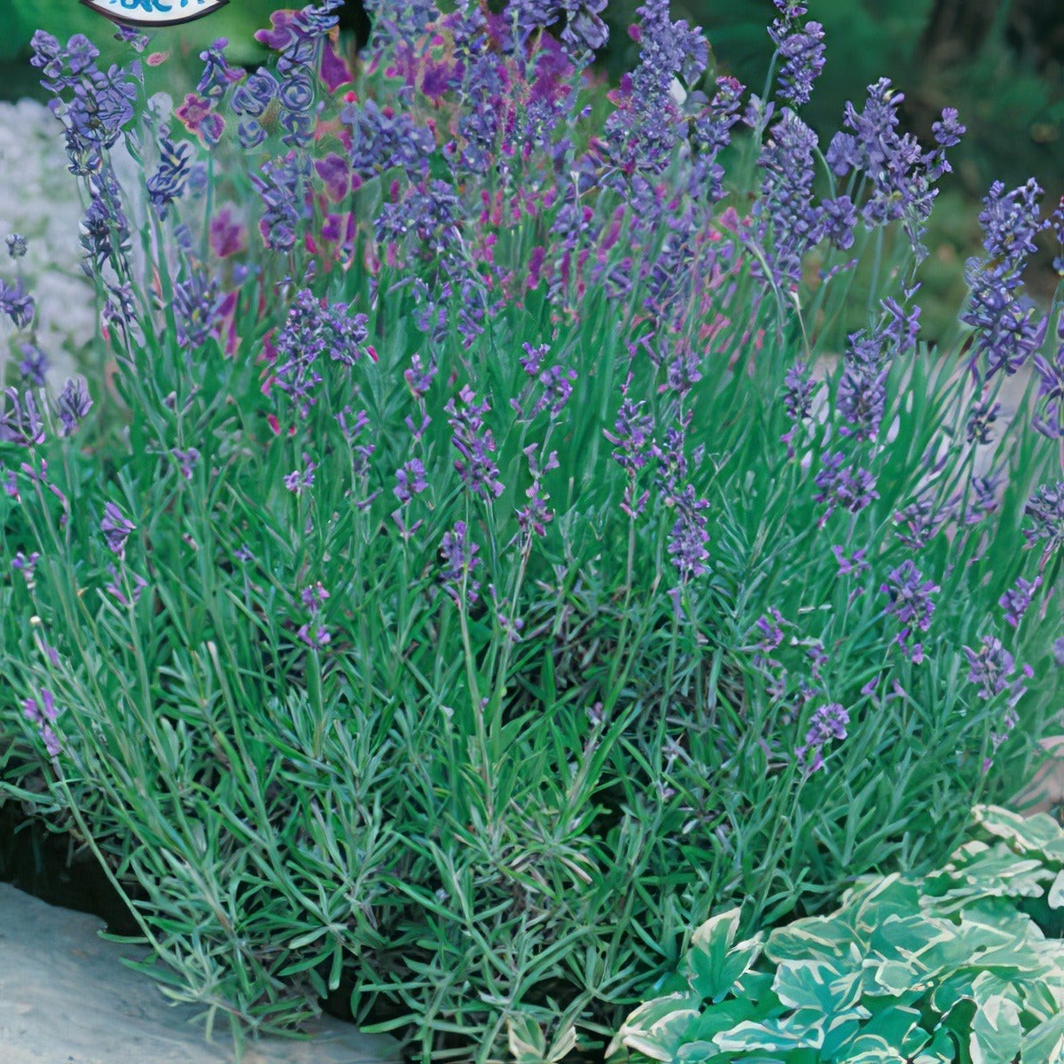 Seed - Lavender English Dwarf