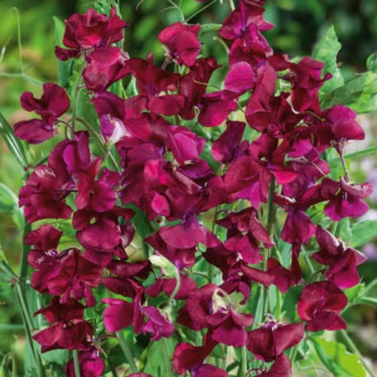 Sweet Pea ROYAL MAROON Fragrant Climbing Vine Red Flowers Non-GMO  Heirloom, Fragrant, Climbing Annual