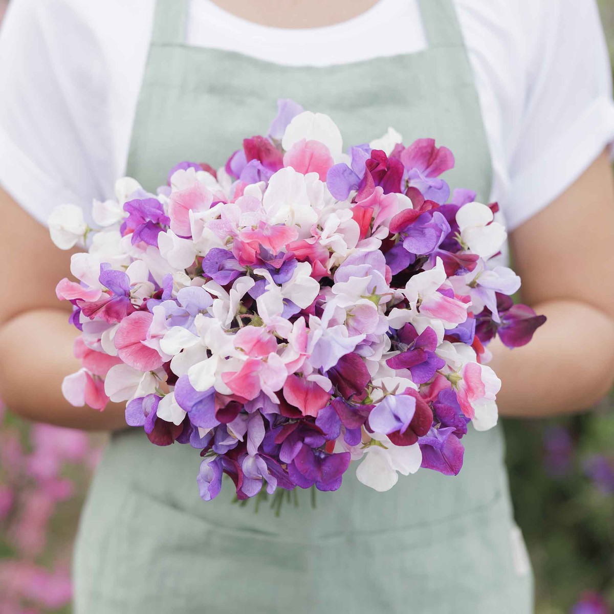Sweet Pea Seeds - Spencer Mix