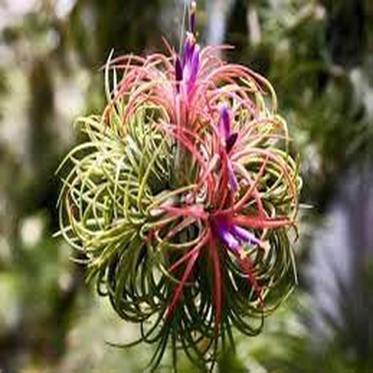 Tillandsia Flower Seeds for Planting Heirloom, Non-GMO, High Germination, Organic Garden Seeds