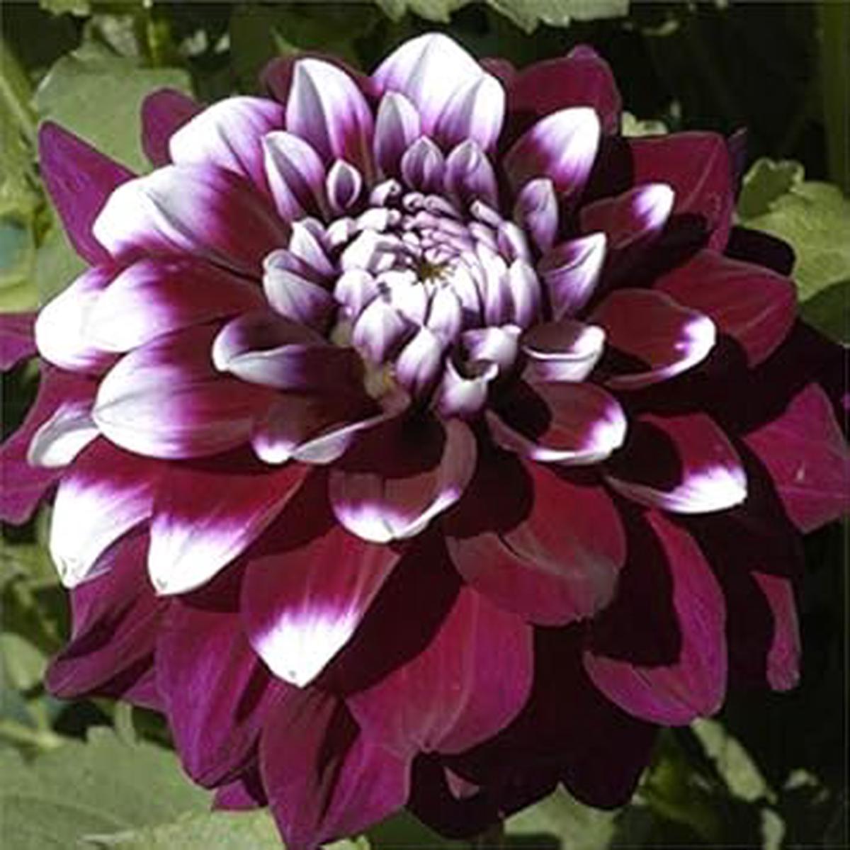 Two-Color Violet Dahlia Heirloom Non-GMO Seeds for Planting  High Germination Organic Garden Seeds for Stunning Summer Blooms