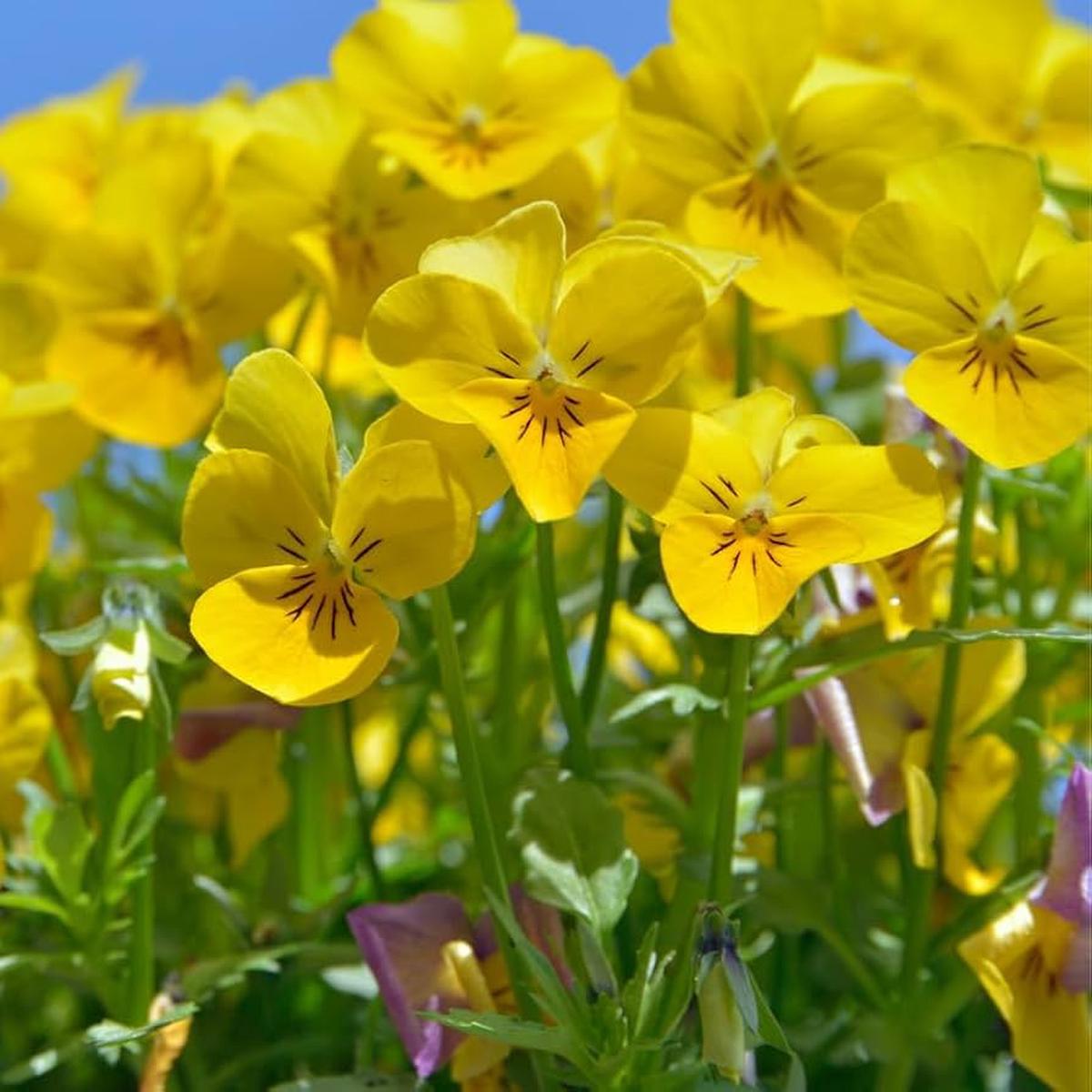 Velour Flower Seeds  Heirloom Non-GMO Richly Colored Blooms for Elegant Garden Planting