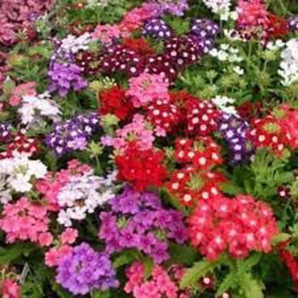 Verbena Dwarf Mix Flower seeds for Planting - Pollinator Friendly, Heirloom & GMO Free Seeds for Home Garden