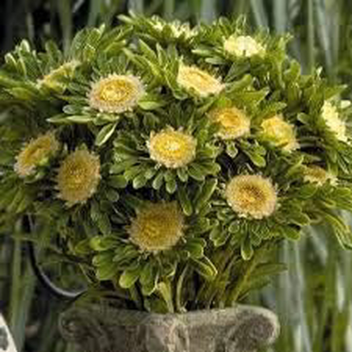 White Army Green Aster Flower Seeds for Planting Heirloom, Non-GMO High Germination Organic Seeds