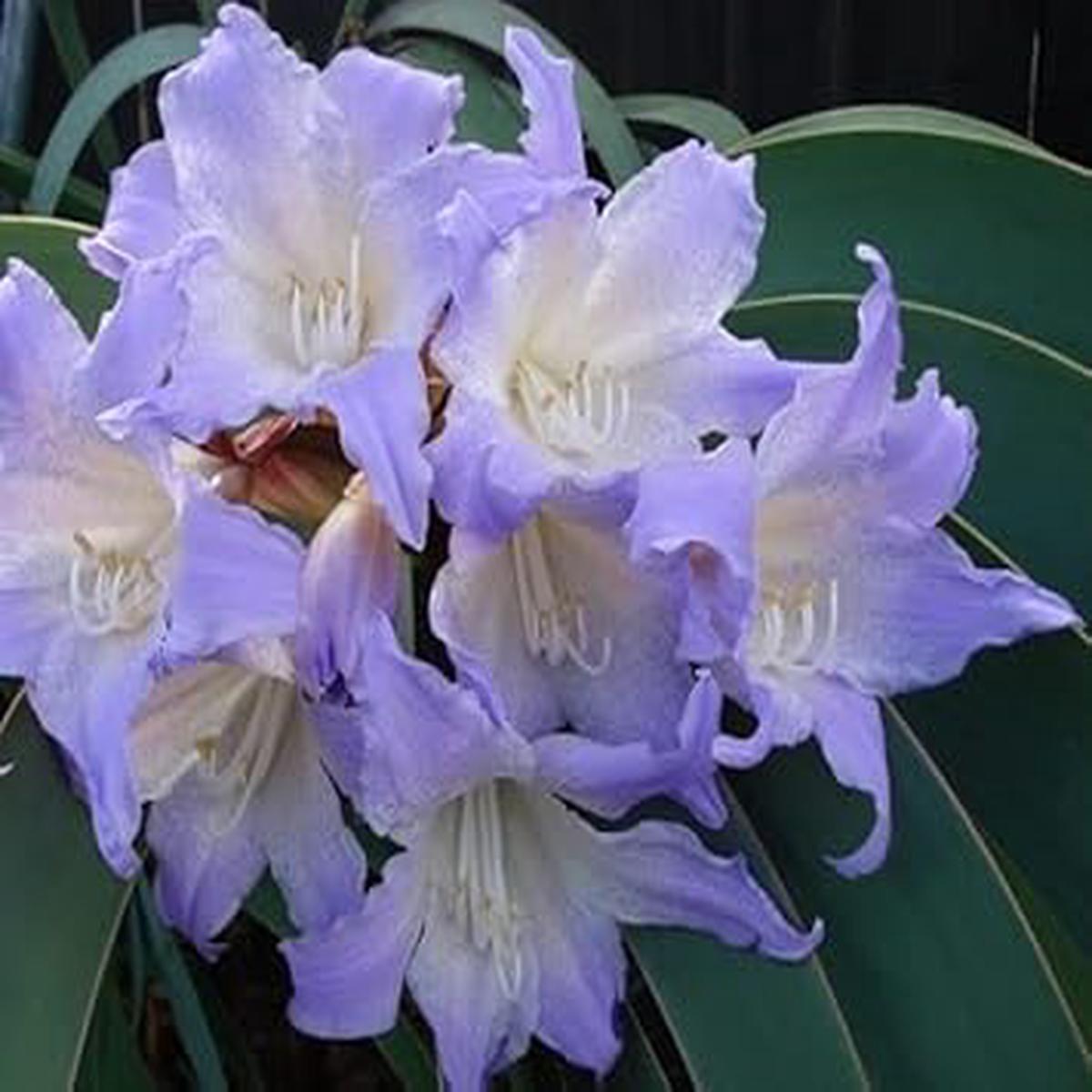 White Blue Hippeastrum Rutilum Flower Seeds Heirloom Non-GMO, High Germination Organic Amaryllis Garden Seeds