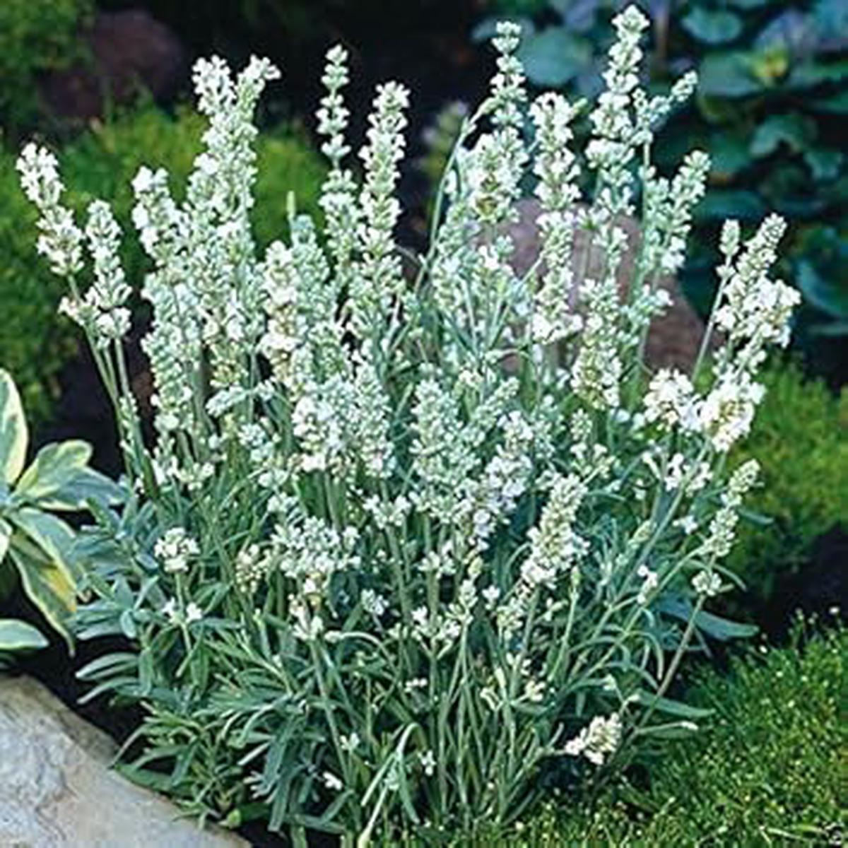 White Ellagance Snow Flower seeds for Planting - Fragrant Blossoms, Heirloom & GMO Free Seeds for Home Garden