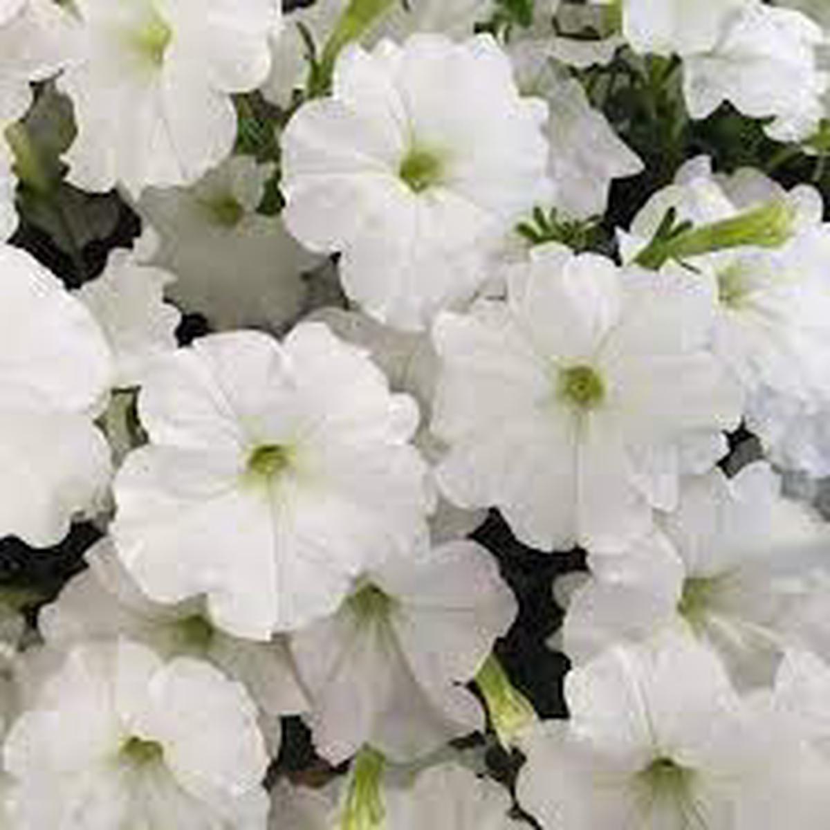 White Petunia Flower seeds for Planting - Garden Favorite, Heirloom & GMO Free Seeds for Home Garden