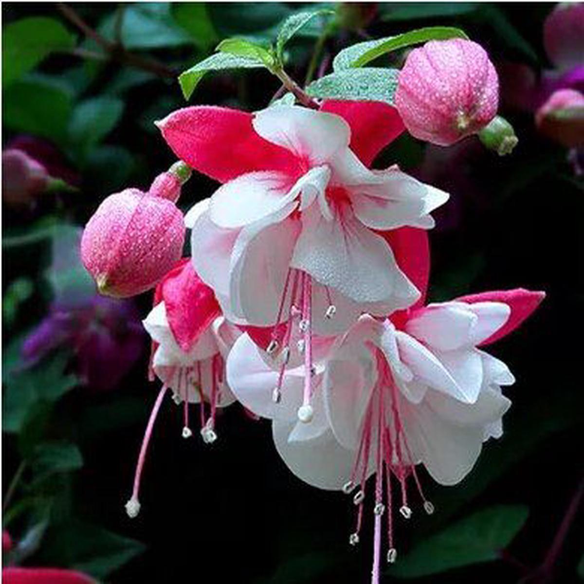 White Pink Double Petal Fuchsia Seeds for Planting - Heirloom, Non-GMO, High Germination Organic Garden Seeds