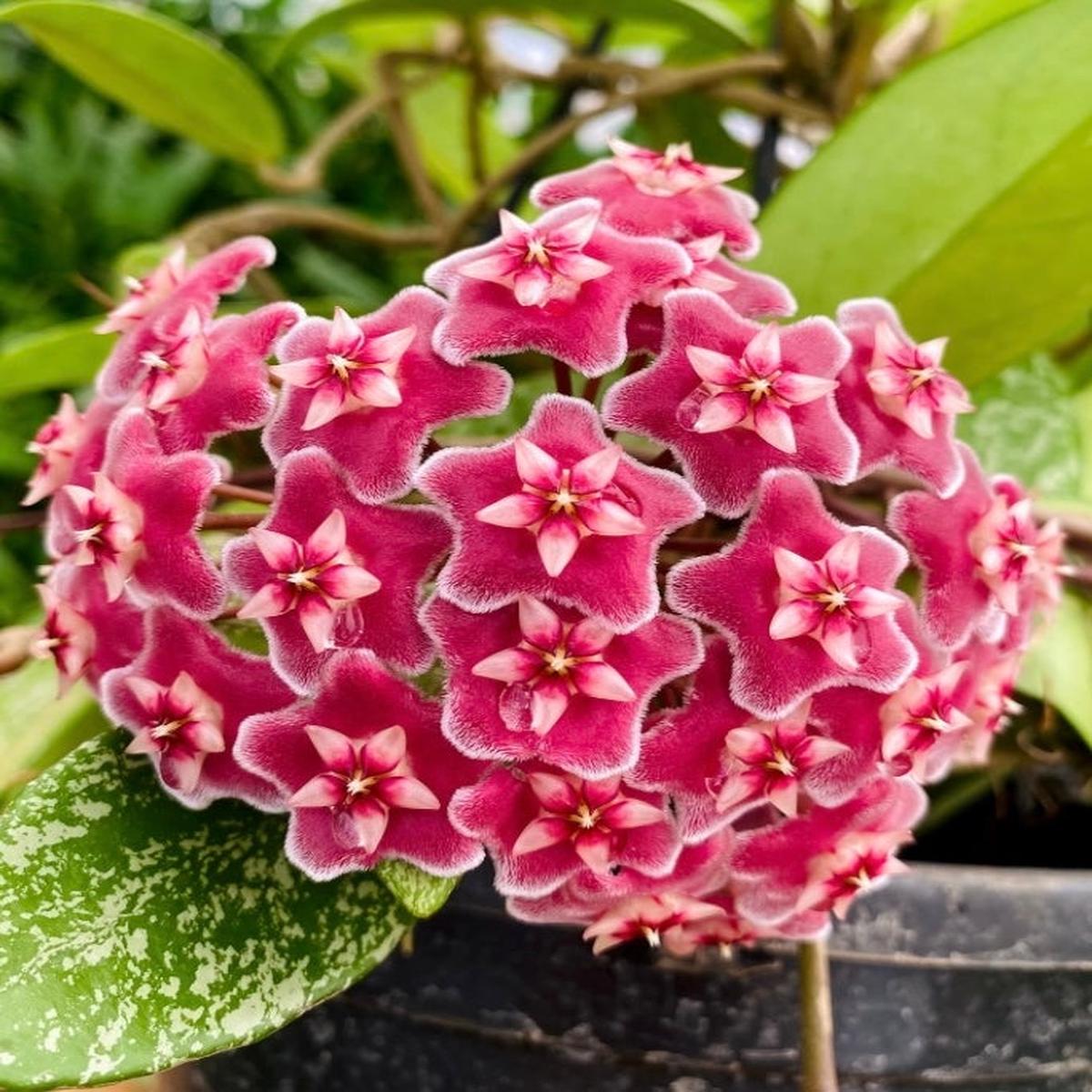 White Pink Hoya Flower Seeds for Planting Premium Quality Heirloom & GMO Free Seeds for Home Garden Sale