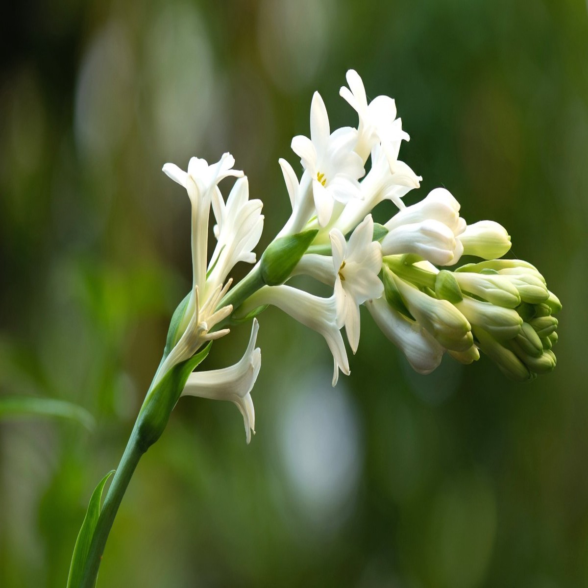 White White Night Scented Aufflowerssamen For Fragrant Blooms Flower Seeds for Home Garden