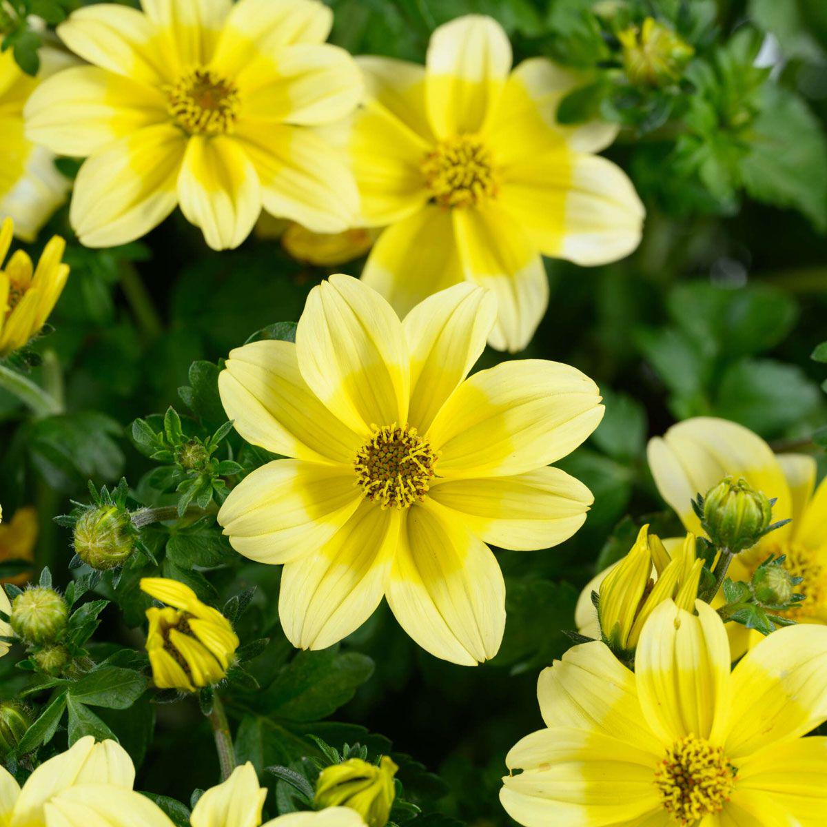 Yellow Bidens Flower Seeds for Planting - Ideal for Sunny Garden Blooms
