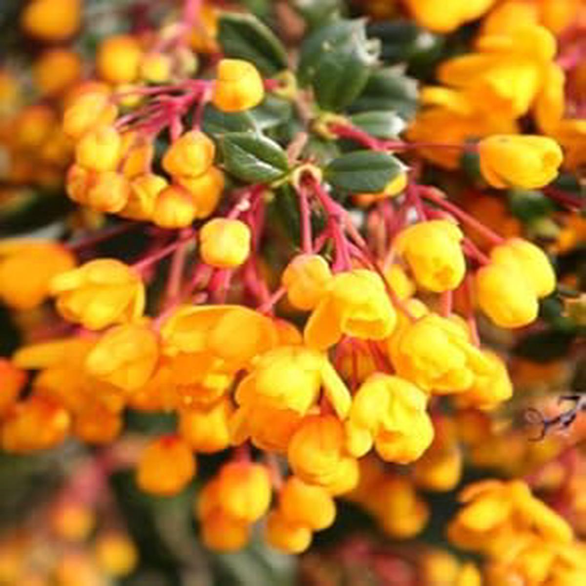 Yellow Darwinii Flower seeds for Planting - Wildflower Mix, Heirloom & GMO Free Seeds for Home Garden
