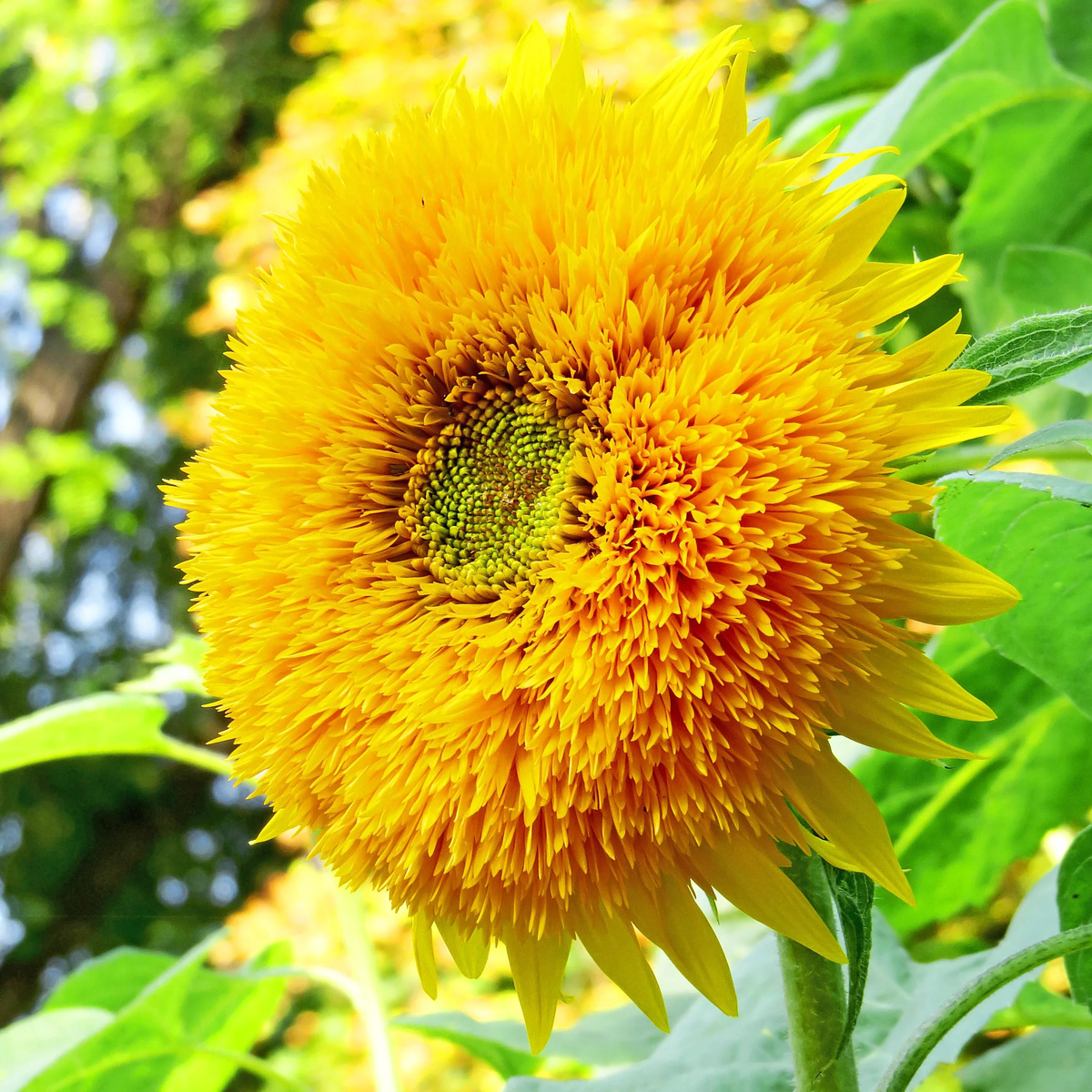 Yellow Honey Bear Flower Seeds for Planting Heirloom, Non-GMO, High Germination Garden Seeds