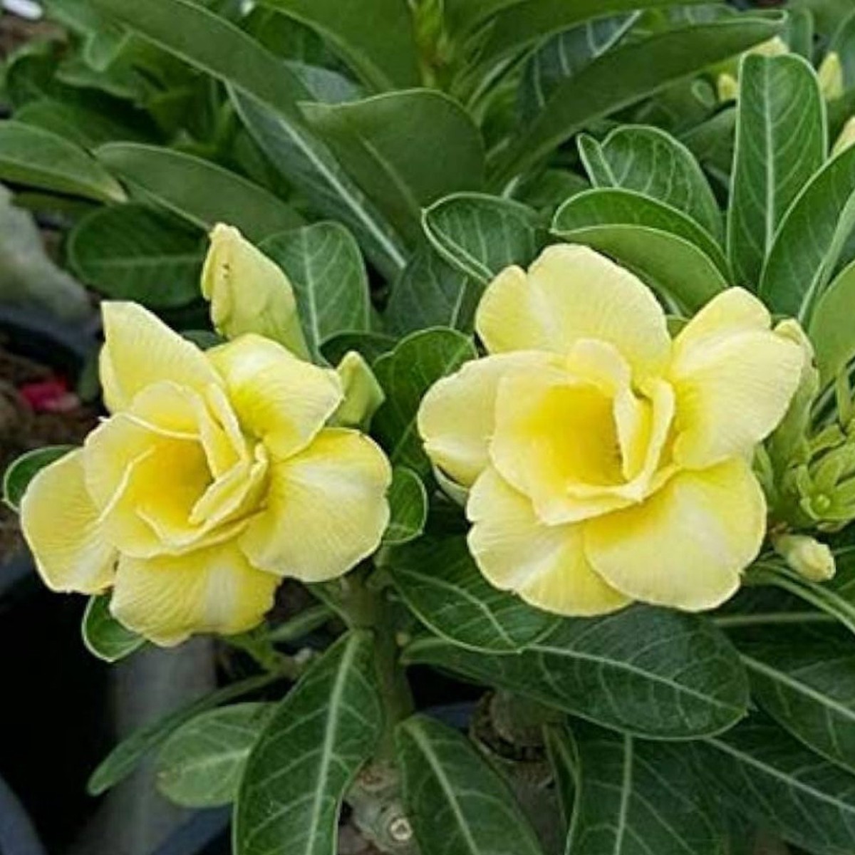 Yellow Silk Of Desert Rose Planting Adenium Obesum Flower Heirloom Non Gmo Flower Seeds