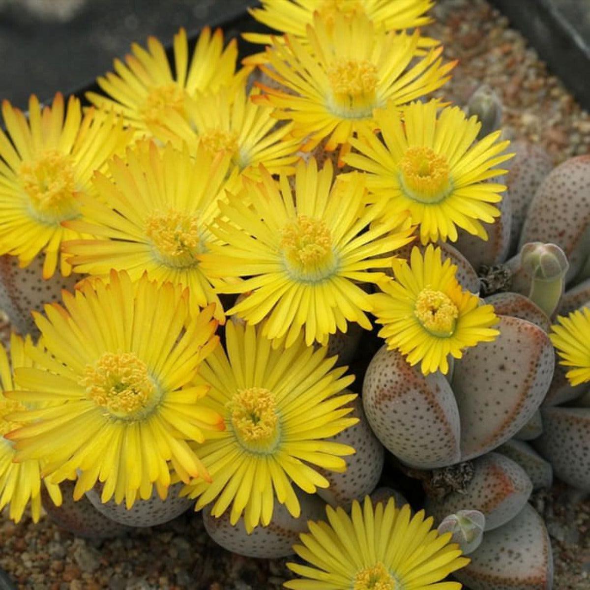 Yellow White Dinteranthus Flower Seeds for Planting  Premium Quality Heirloom Non-GMO High Germination Garden Seeds