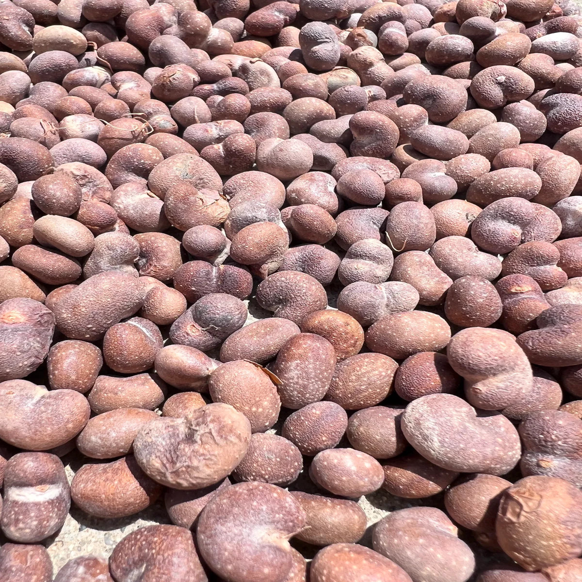 African Baobab Seeds Adansonia Digitata  Heirloom, Non-GMO, High Germination Organic Garden Seeds