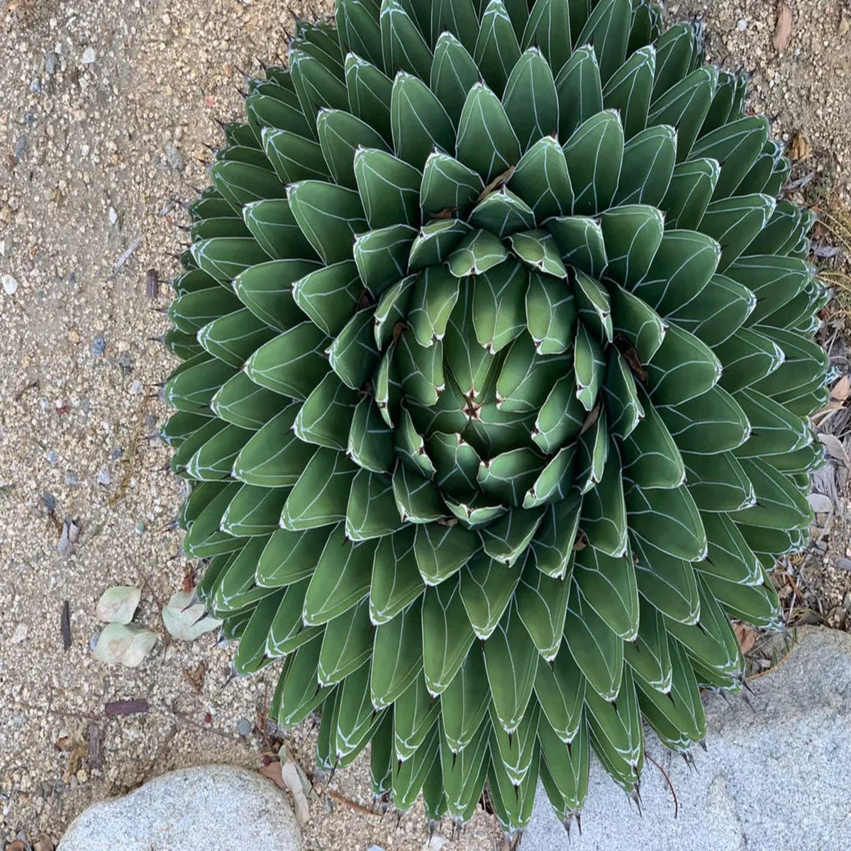 Agave Victoriae Flower Seeds for Planting  Heirloom Non-GMO High Germination Organic Garden Seeds