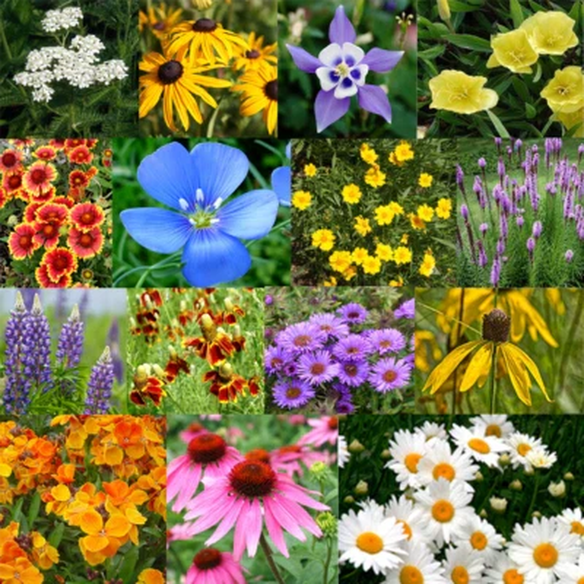 All Perennial Flower Mix Flower Varieties Heirloom Non Gmo Flower Seeds Home Garden Planting,