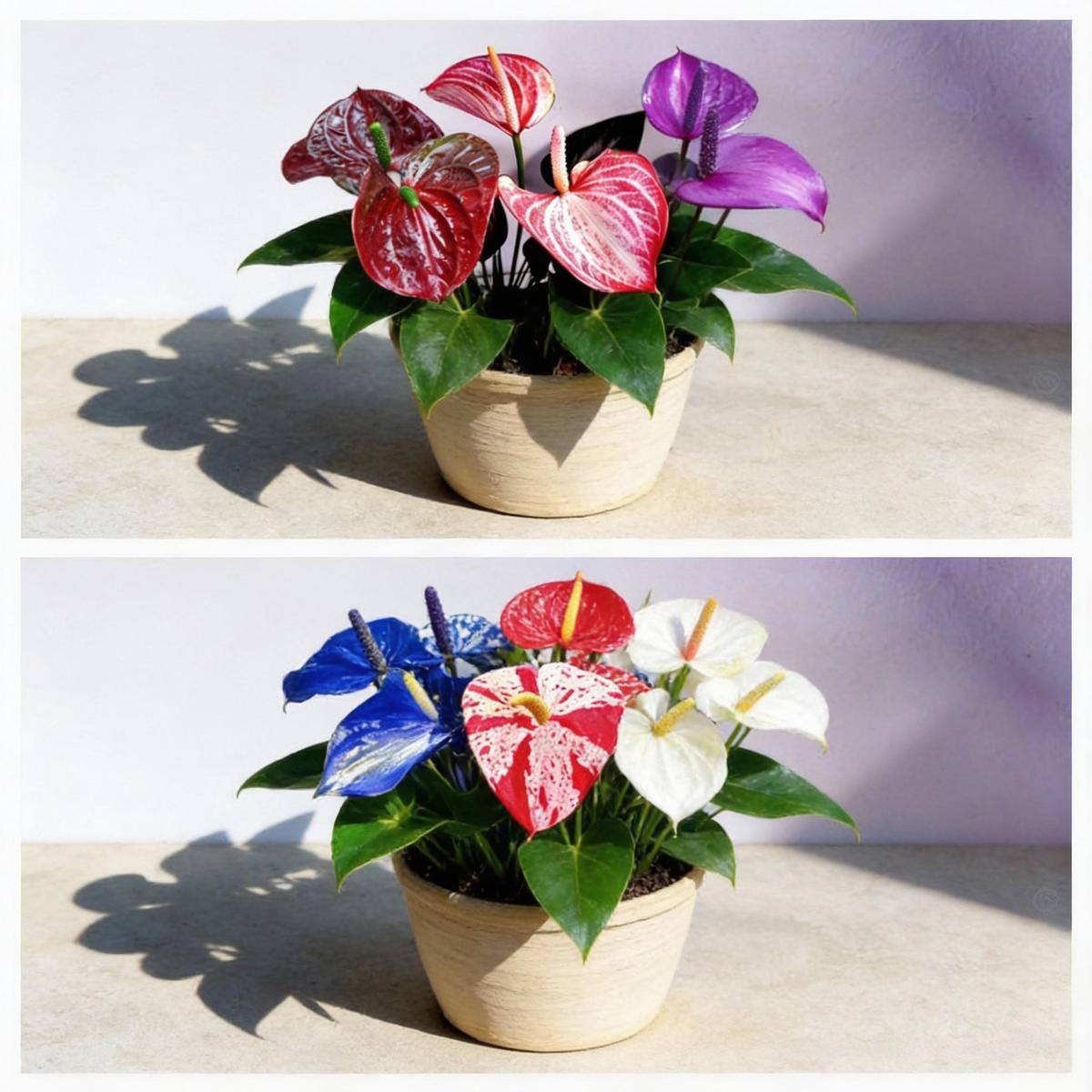 Anthurium Perennial Mixed Seeds - Grow Exotic Tropical Plants
