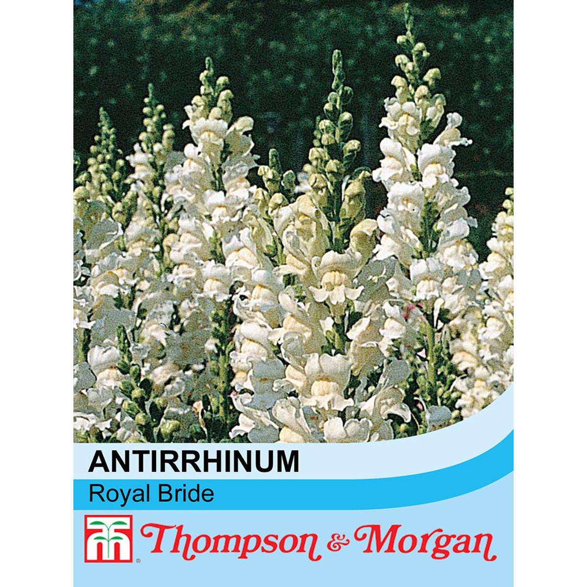 Antirrhinum 'Royal Bride'