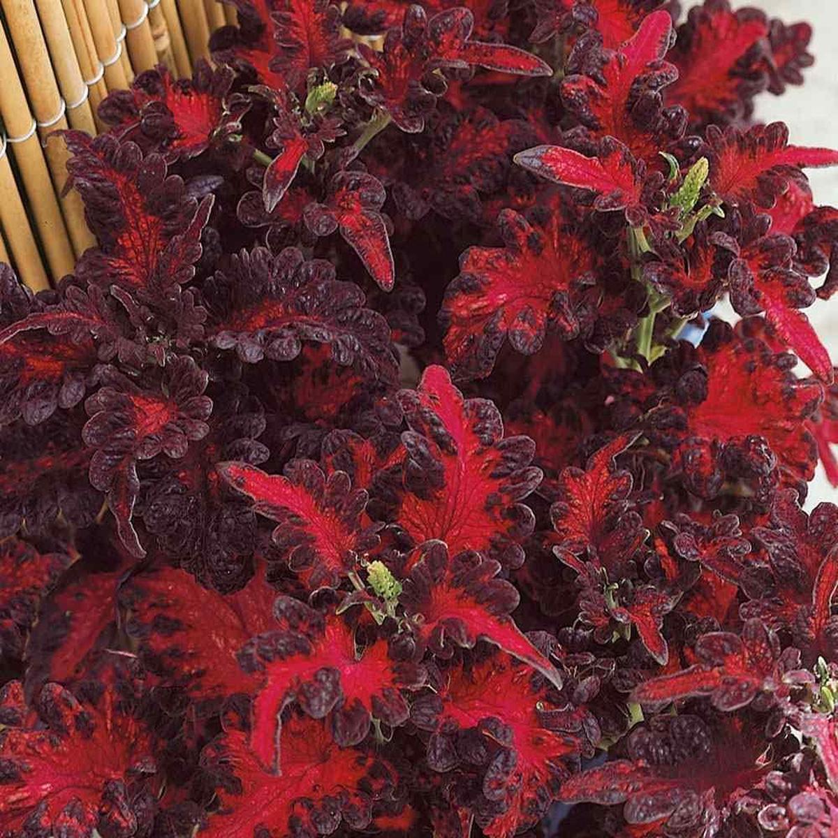 Black Red Coleus Flower seeds for Planting Seasonal Bloomer Heirloom & GMO Free Seeds for Home Garden