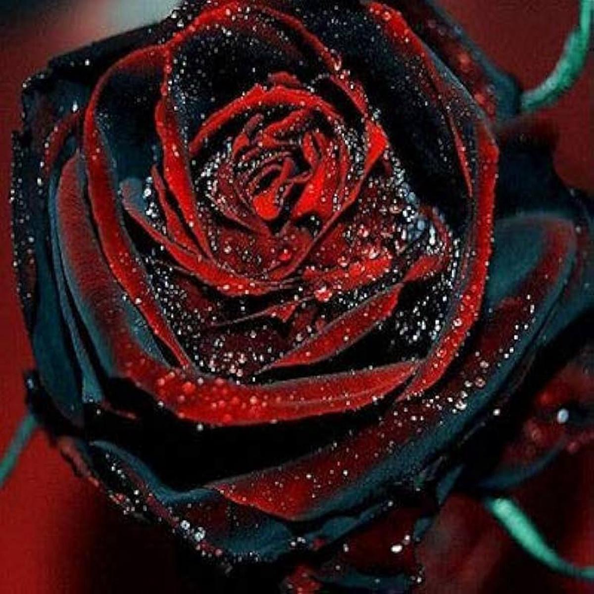 Black Rose Seeds with Red Border for Perennial Bushes or Bonsai