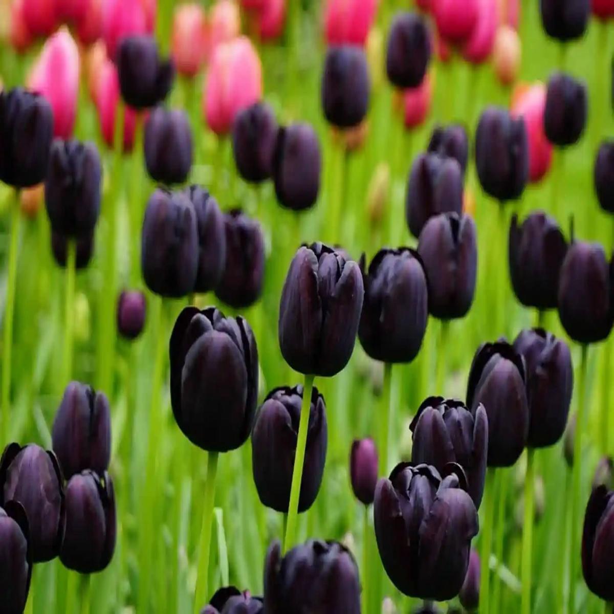 Black Tulip Flower Seeds for Planting  Heirloom, Non-GMO, Seasonal Bloomer, High Germination