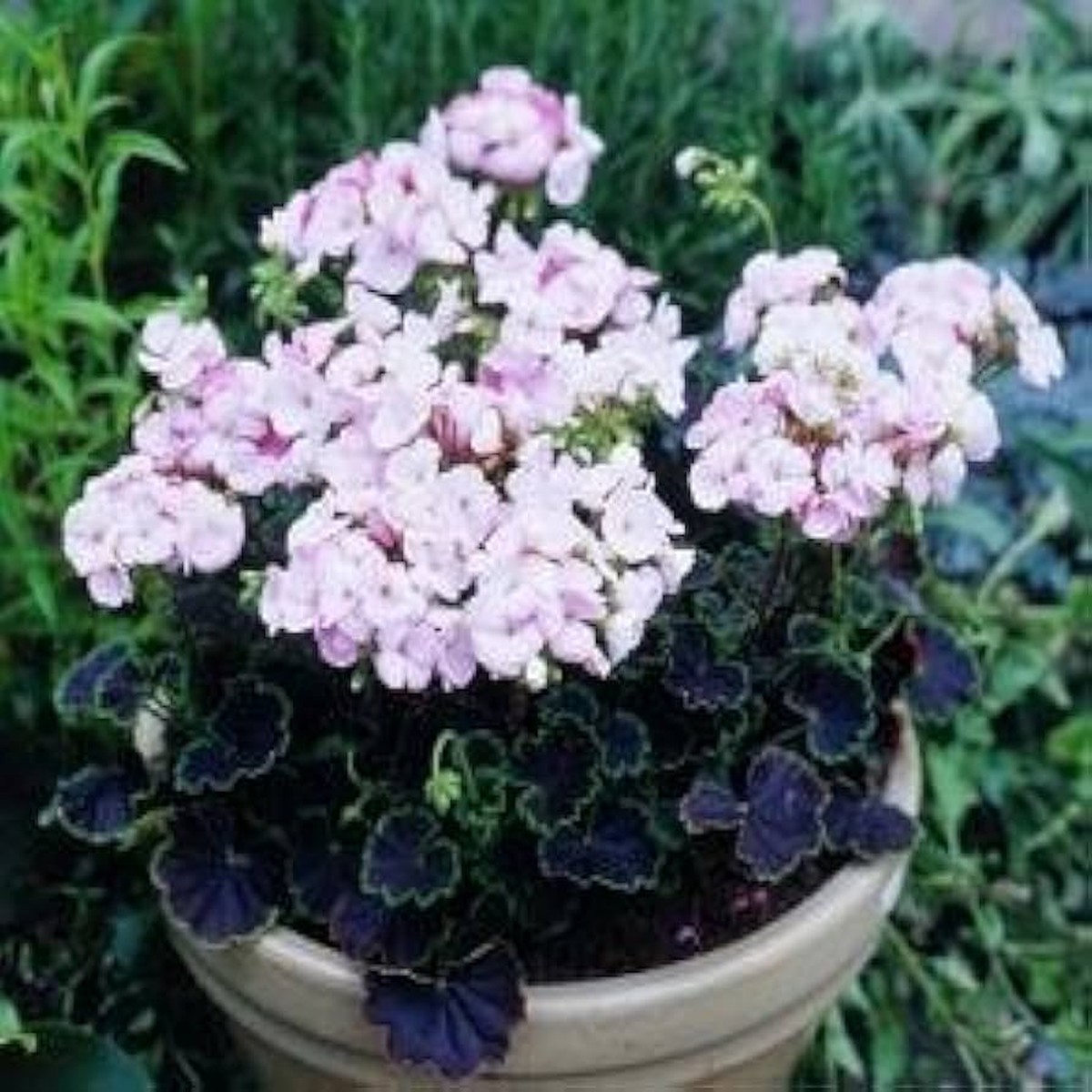 Black Velvet Rose Geranium Planting Pelargonium Hortorum Flower Bed Flower Seeds Home