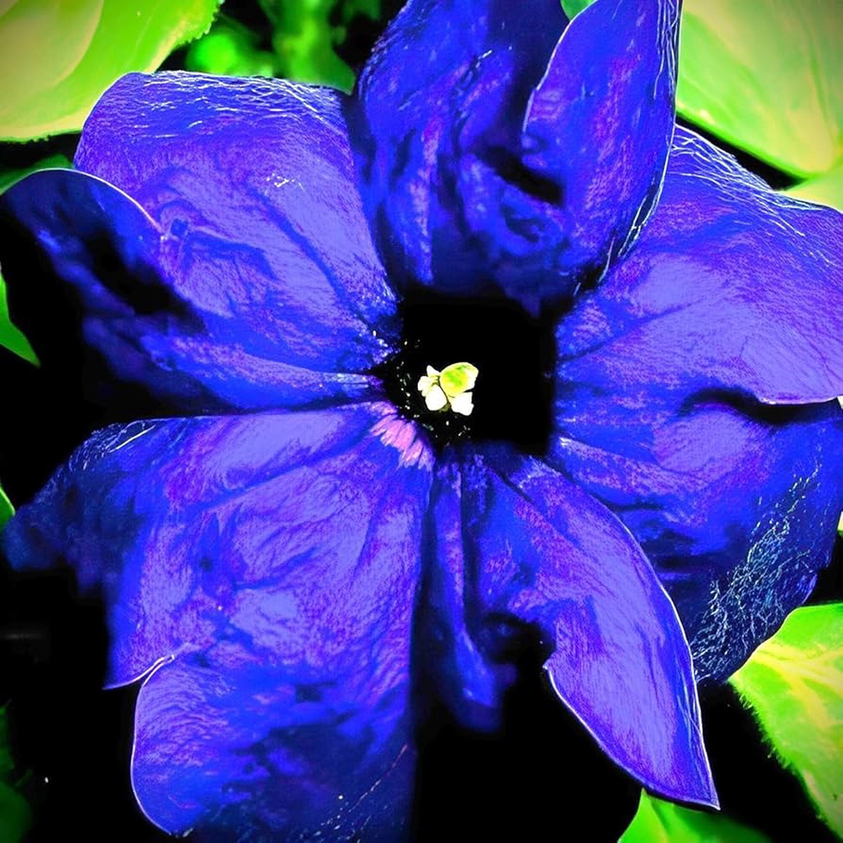 Blue Blue Rare Petunia Unique Dark Petunia Blooms Flower Seeds Home Garden Planting, Lush