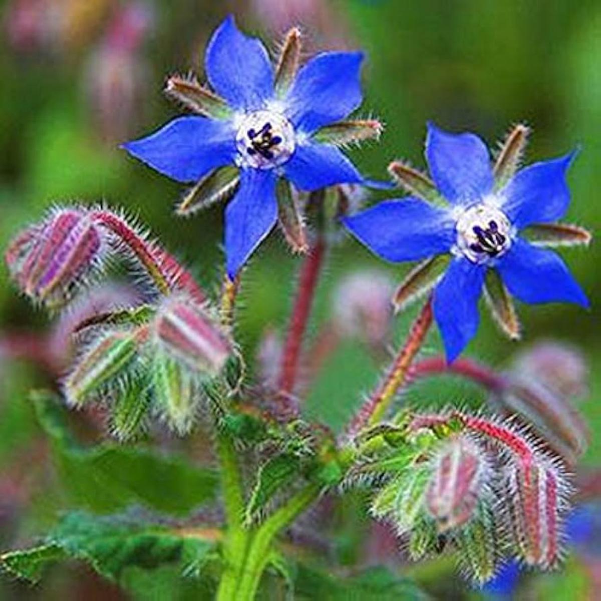 Blue Borage Flower seeds for Planting - Easy to Grow, Heirloom & GMO Free Seeds for Home Garden