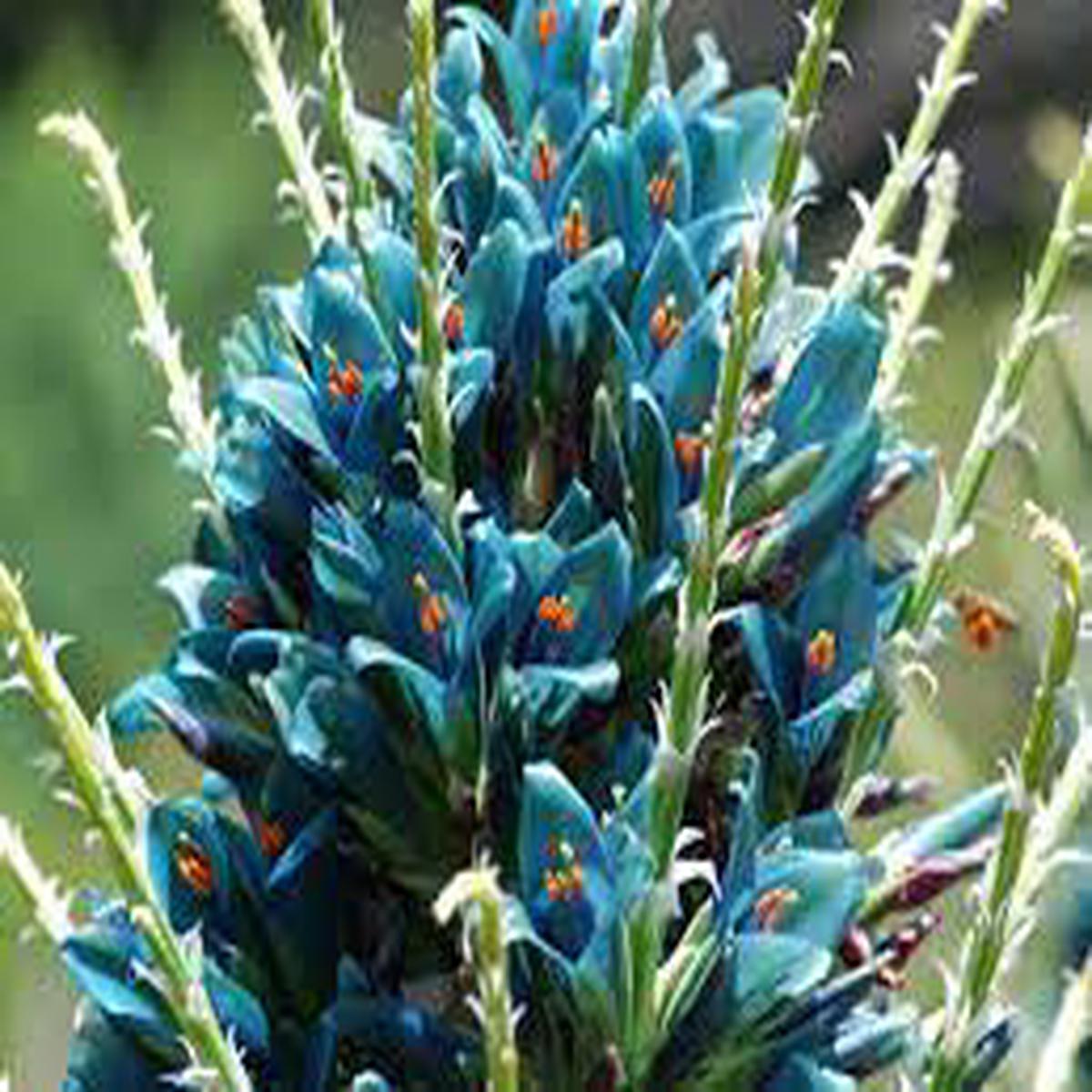 Blue Puya Venusta Flower Seeds for Garden Planting  Heirloom, Non-GMO Exotic Bloom Variety