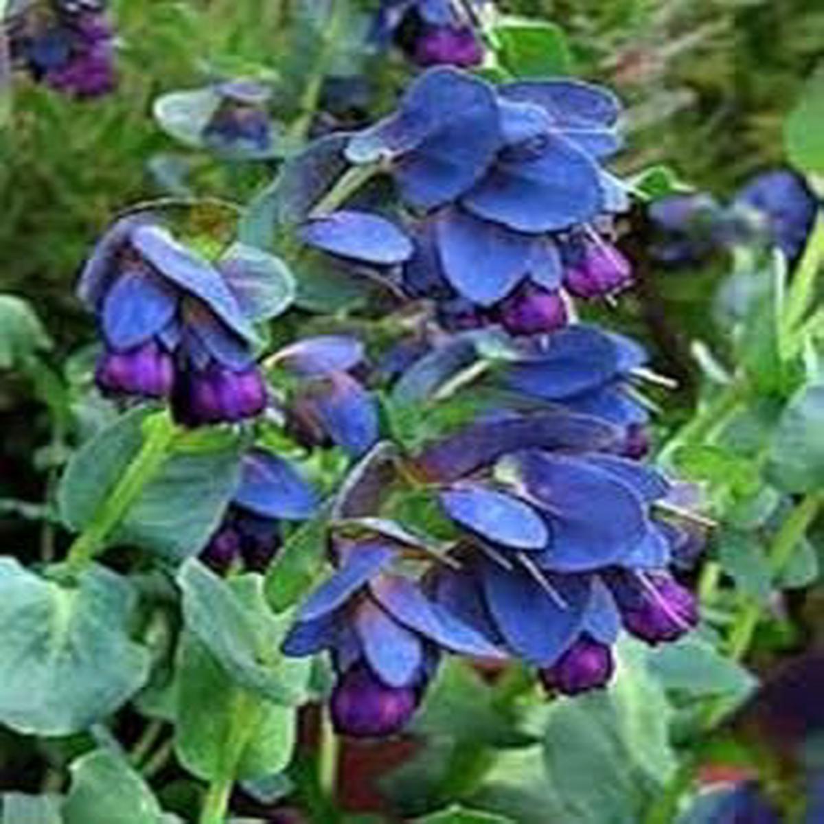 Blue Shrimp Flower seeds for Planting - Seasonal Bloomer, Heirloom & GMO Free Seeds for Home Garden