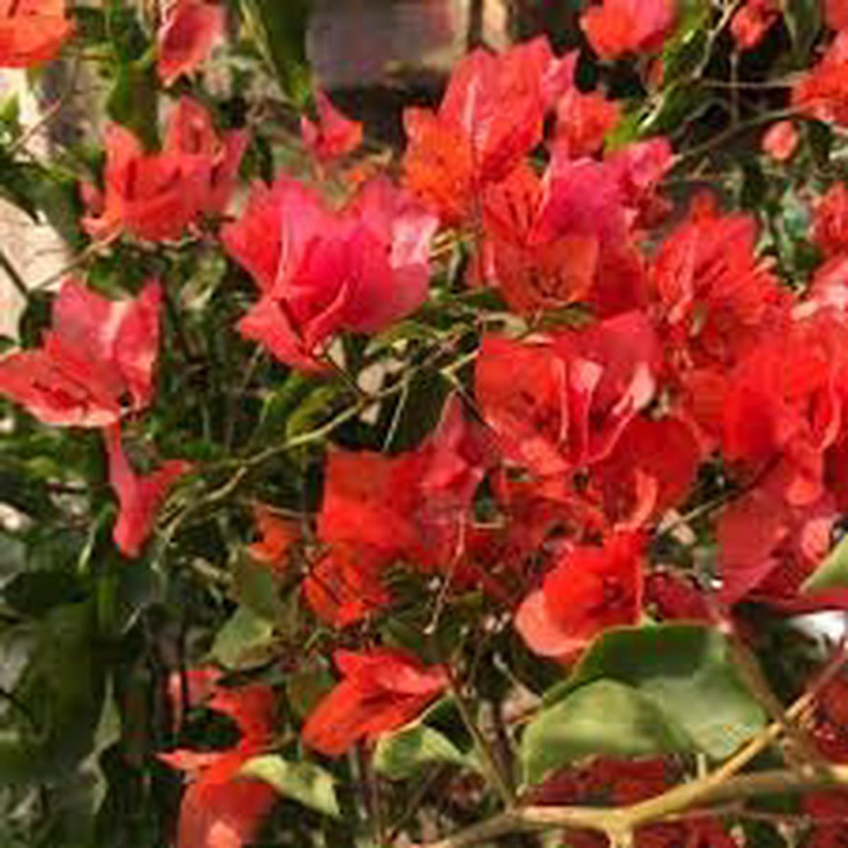 Bougainvillea Flower Seeds for Garden Planting  Non-GMO Heirloom Organic Garden Seeds, High Germination