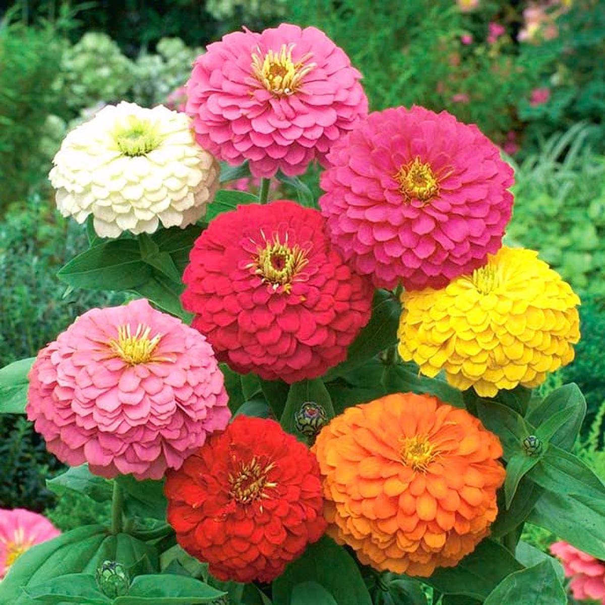Cactus Zinnia Seeds for Planting Zinnia elegans for Flower Border and Backyard Garden