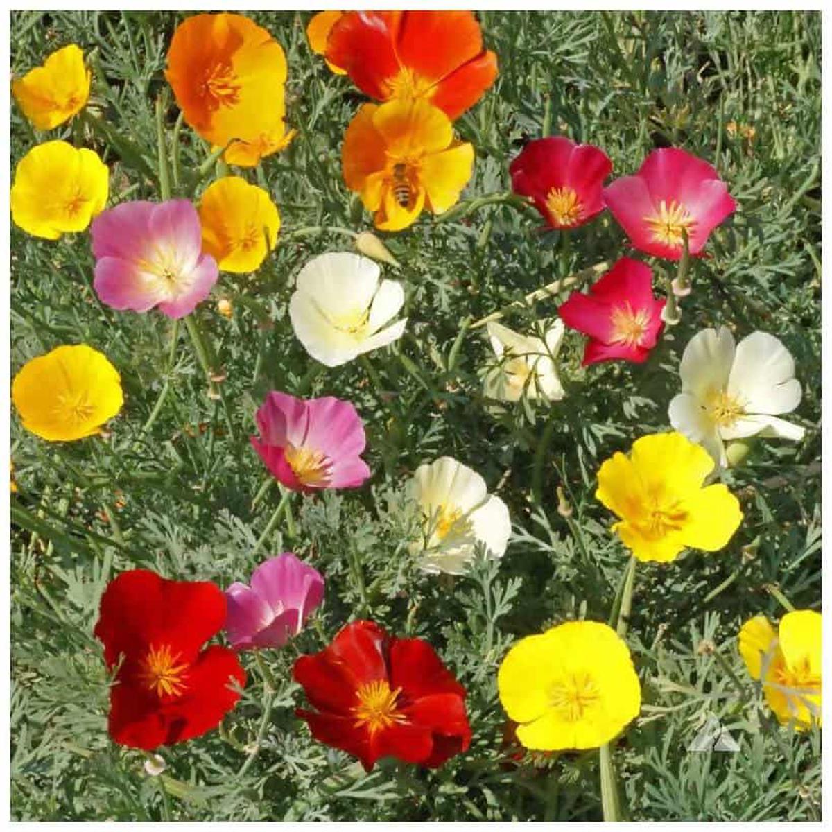 California Poppy Mixed Native Wildflower Flower Seeds for Home Garden Planting, Vibrant Organic