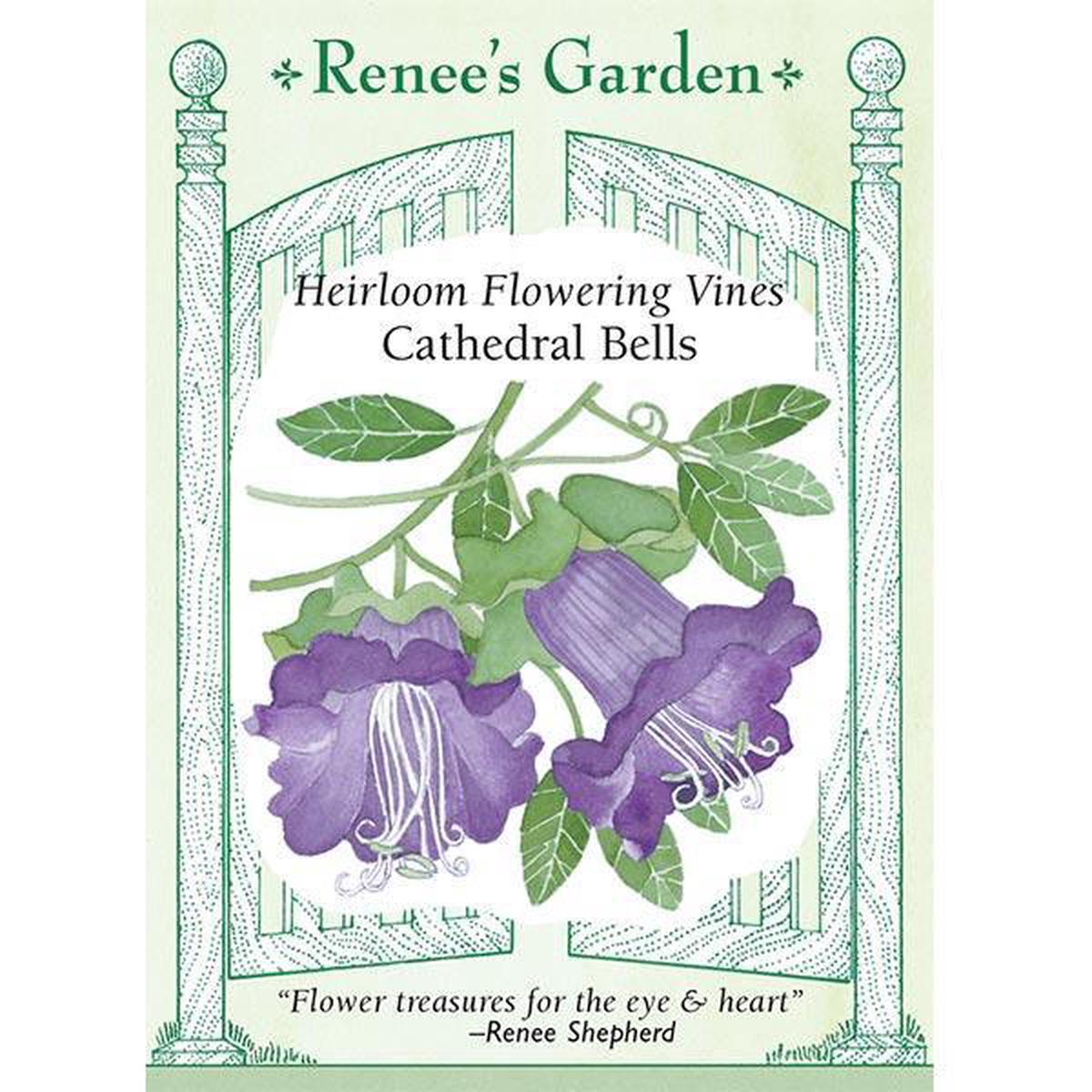 Cathedral Bells Flowering Vine Flower Seeds