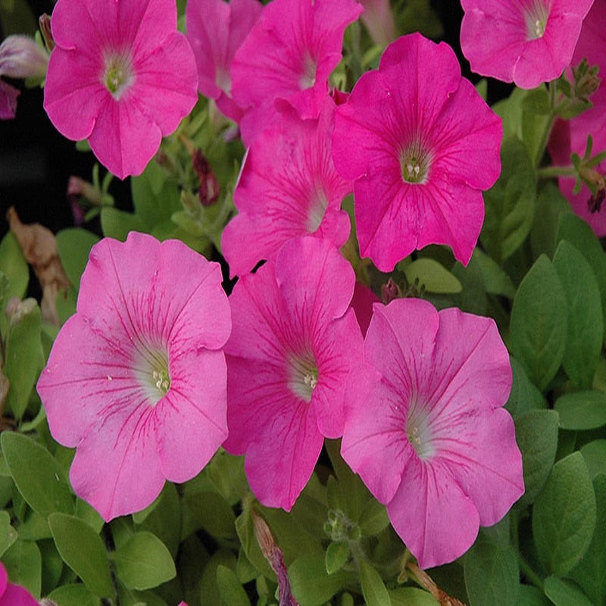 Cerise Pink Petunia Flower Seeds for Planting  Heirloom, Non-GMO, High Germination Organic Garden Seeds