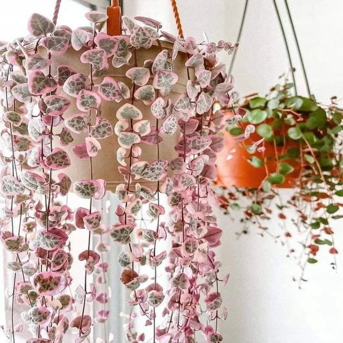 Ceropegia String of Hearts Pretty Pink Seeds for Planting  Heirloom, Non-GMO, High Germination Garden Seeds