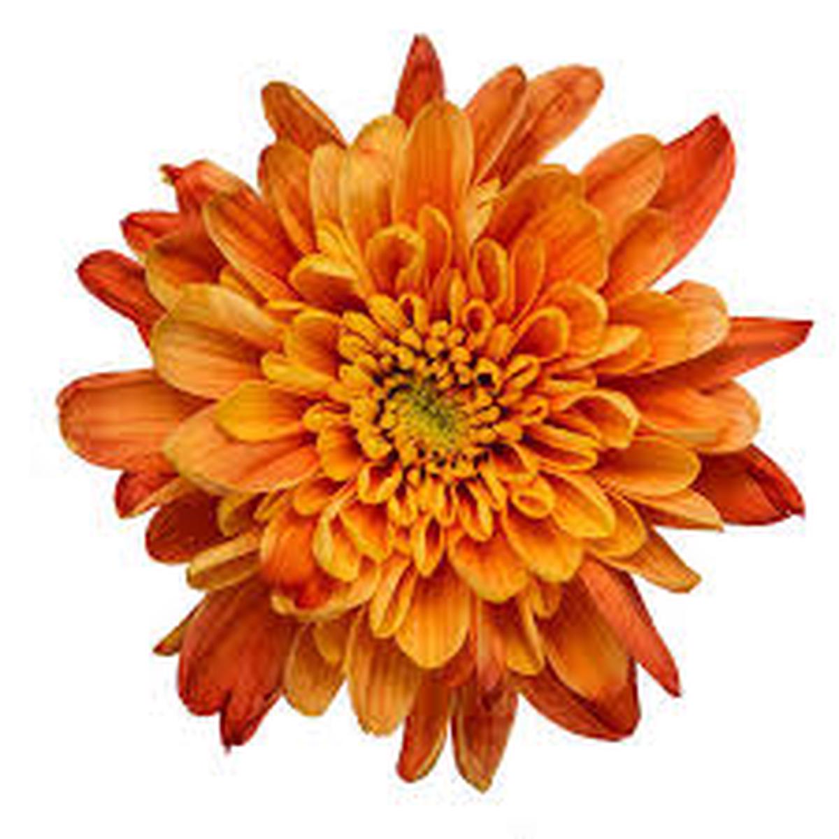 Chrysanthemum Orange White Flower Seeds for Planting Heirloom, Non-GMO, High Germination Organic Garden Seeds (100pcs)