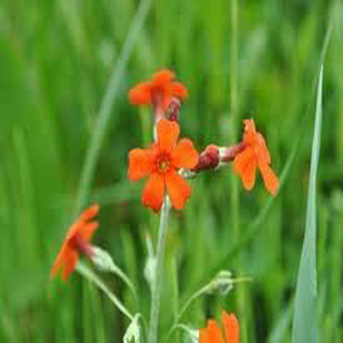Cockburniana Flower seeds for Planting - Pollinator Friendly, Heirloom & GMO Free Seeds for Home Garden
