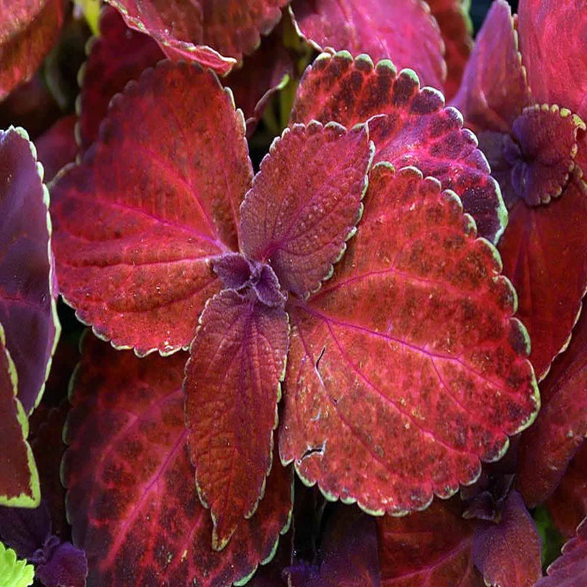 Coleus Volcano Flower Seeds for Stunning Indoor or Outdoor Plants