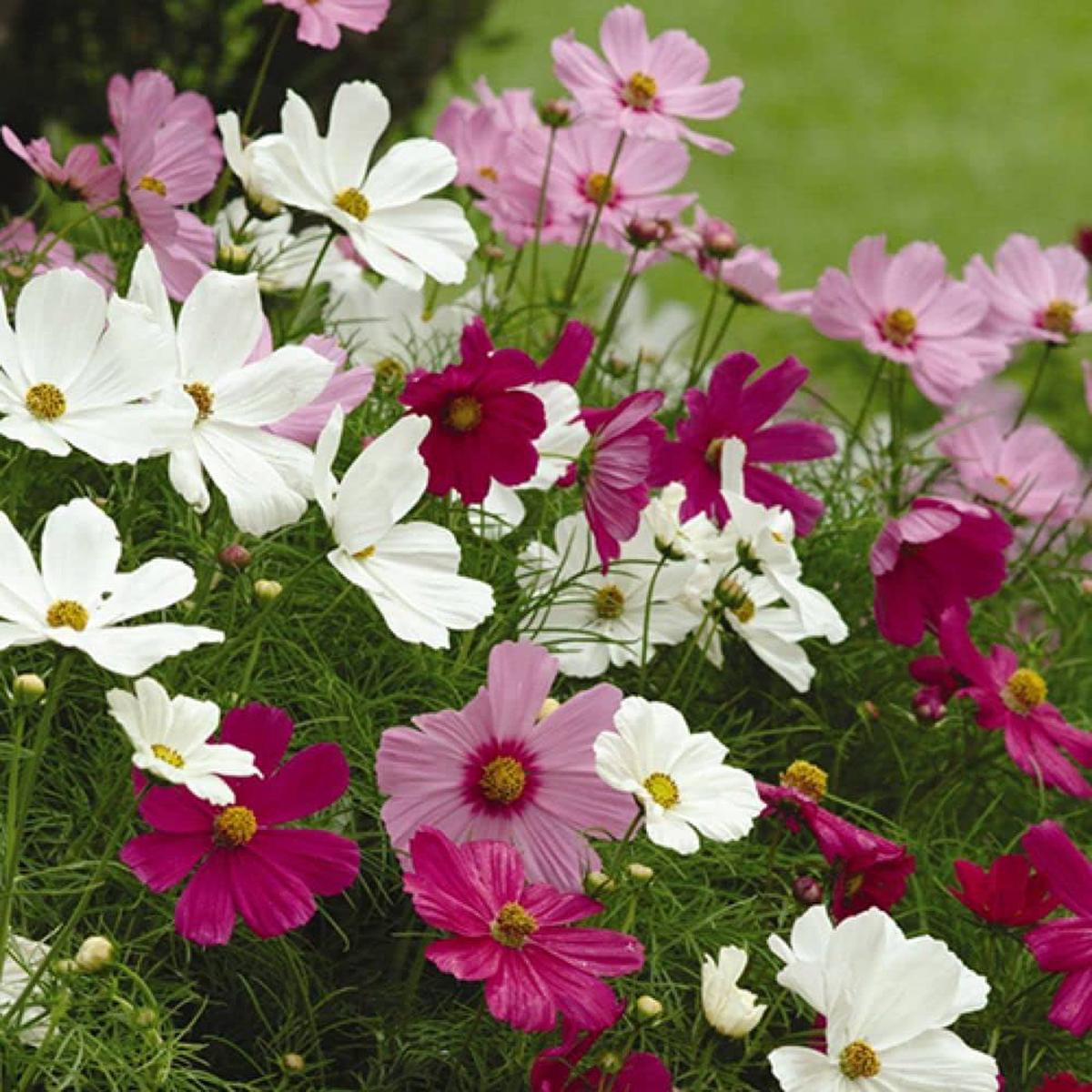 Cosmos Flower For Planting Cosmos Bipinnatus For Home Garden And Backyard Border Flower Seeds for