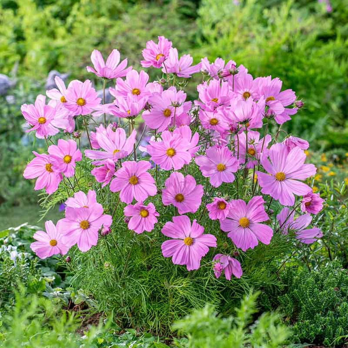 Cosmos Seeds (Dwarf Early) - Rose