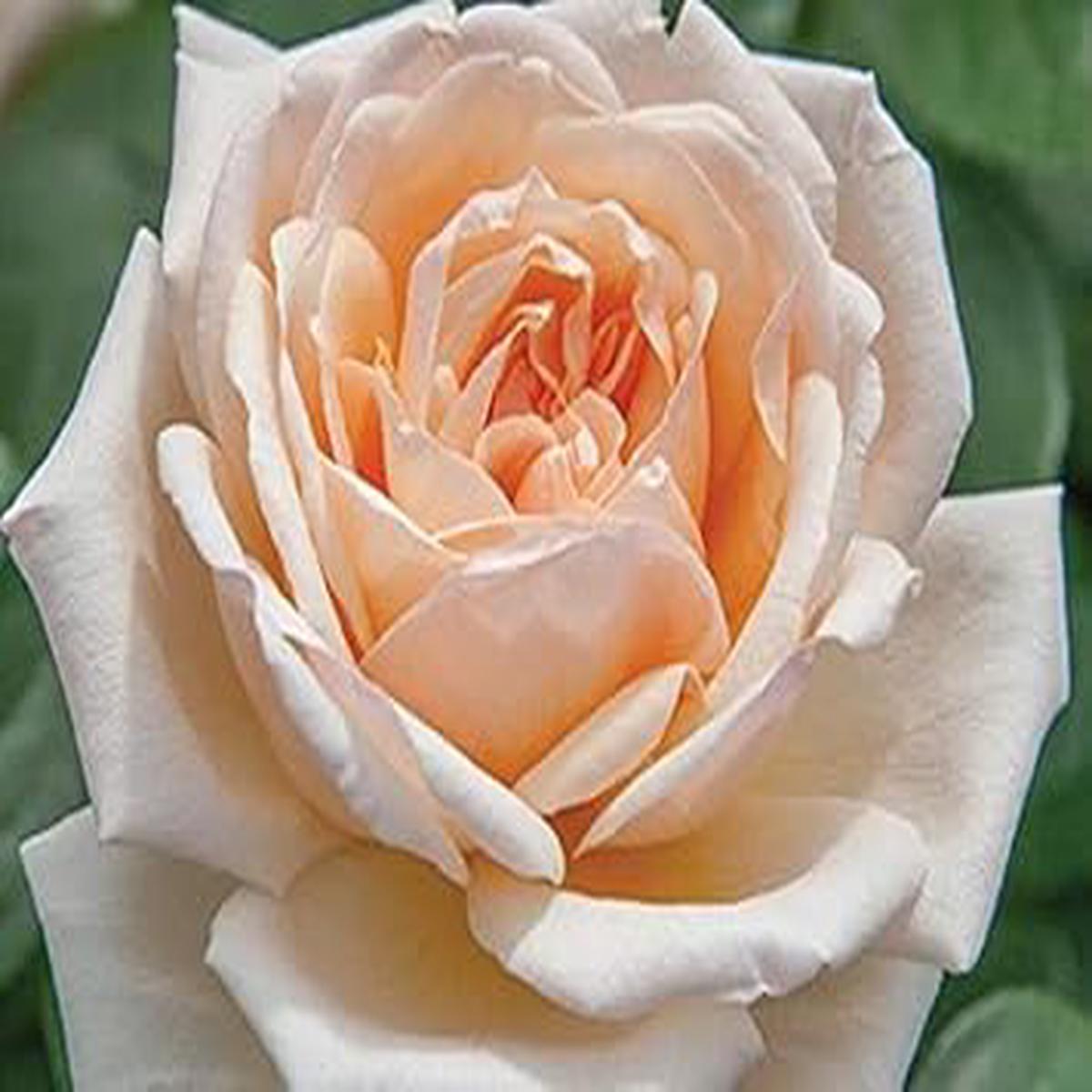 Cream Pink Away Rose Seeds for Planting Heirloom, Organic, Non-GMO, High Germination Garden Flower Seeds