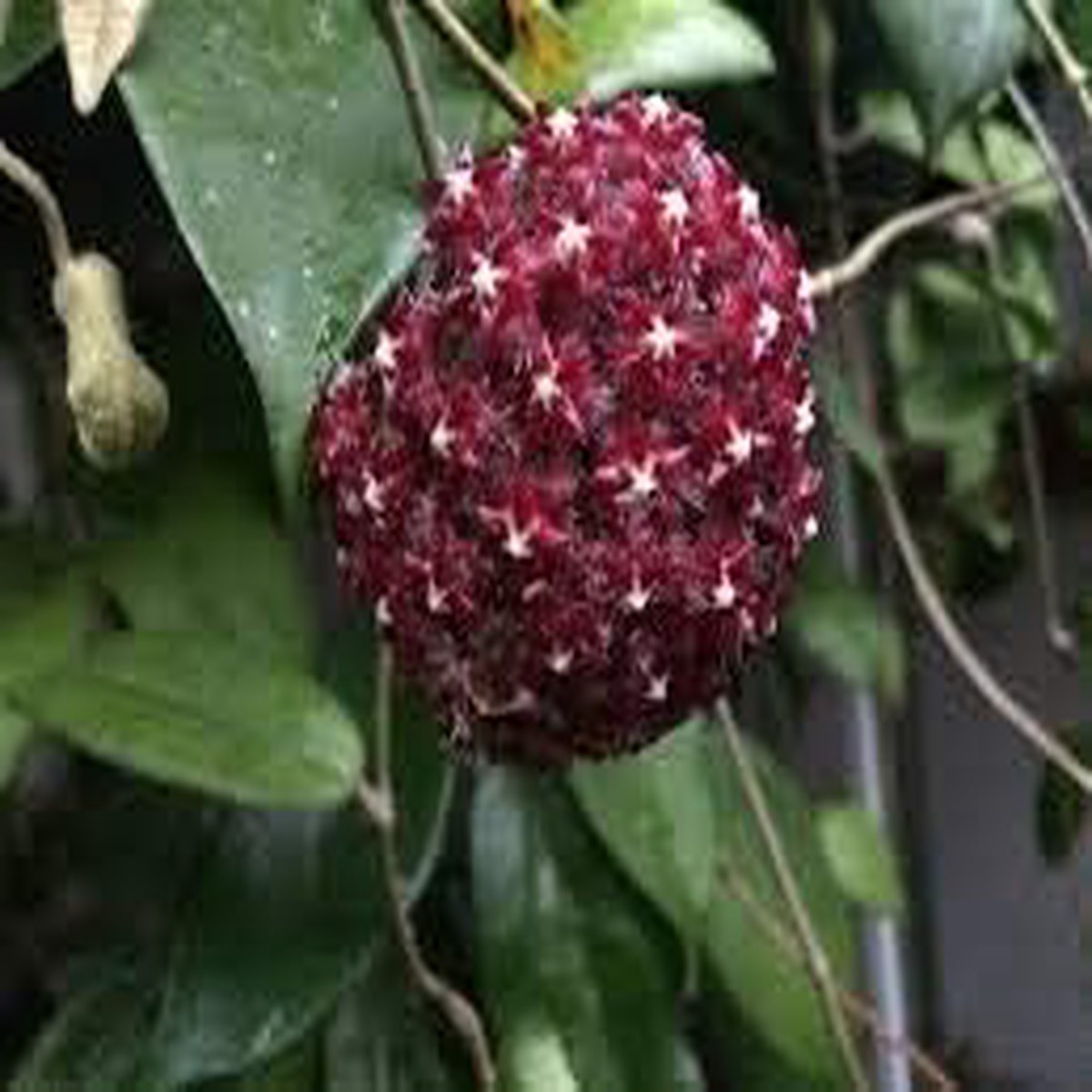 Dark Maroon Hoya Carnosa Seeds for Garden Planting Heirloom Non-GMO High Germination Organic Garden Seeds