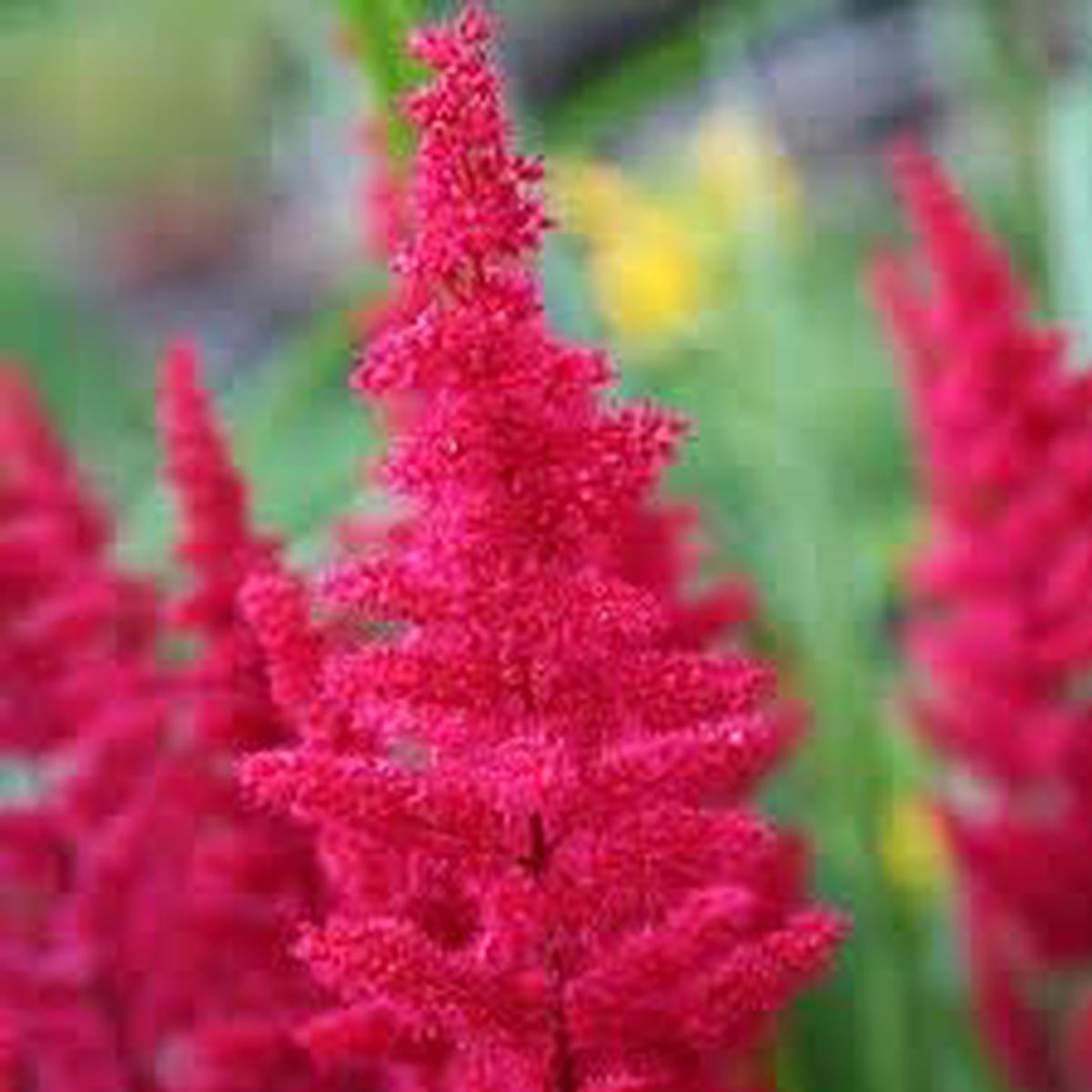 Dark Pink Astilbe Flower Seeds for Planting Heirloom Non-GMO Organic Garden Seeds, High Germination