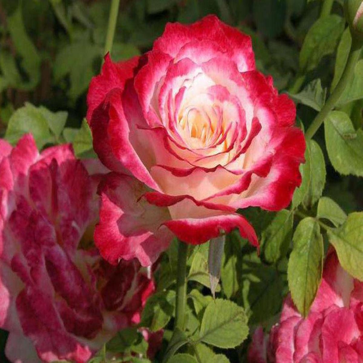 Double Delight Rose Flower Seeds for Planting Heirloom Non-GMO Seeds for Fragrant Garden Blooms