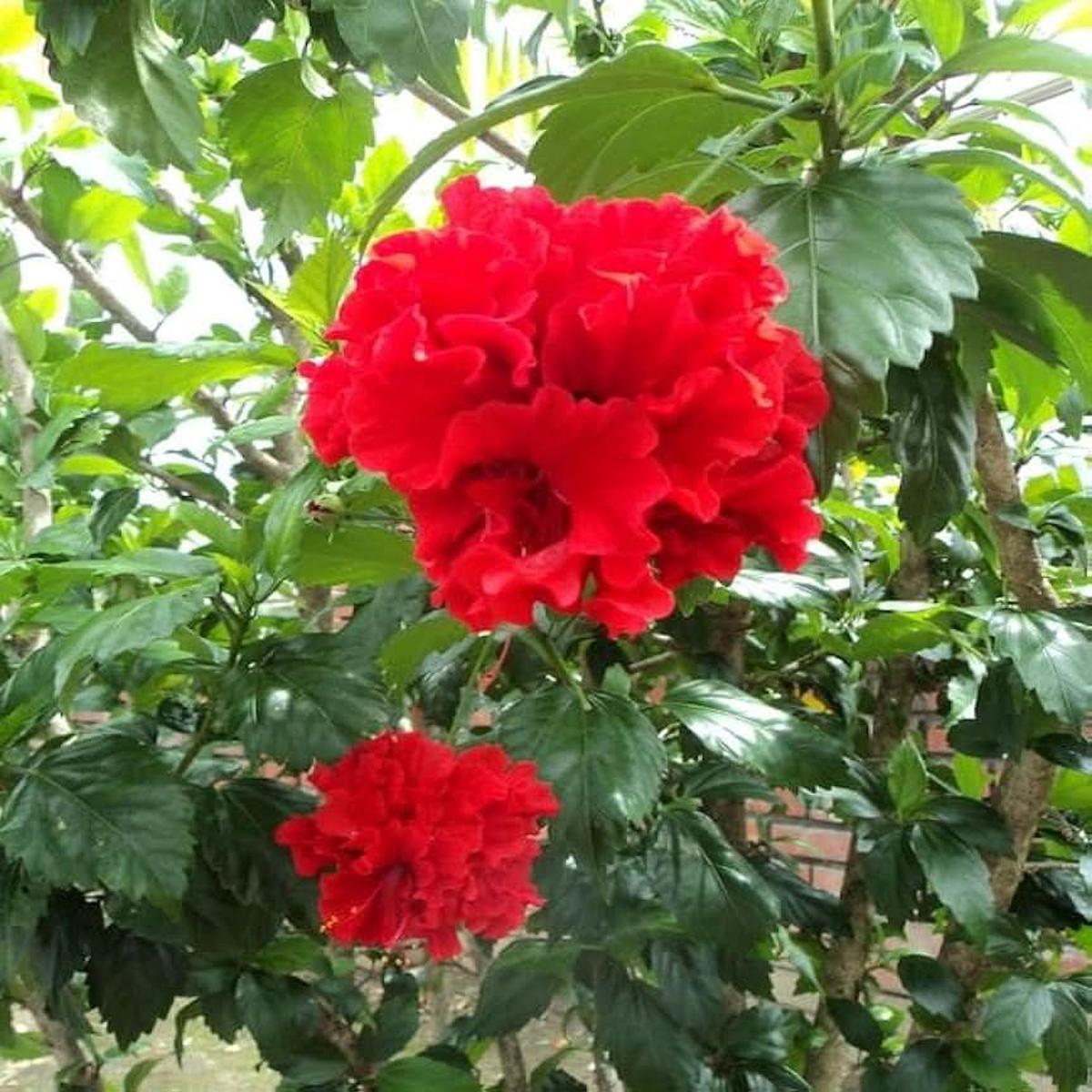 Double Petal Hibiscus Hibiscus Rosa Sinensis Flower For Planting In Home Garden Ornamental