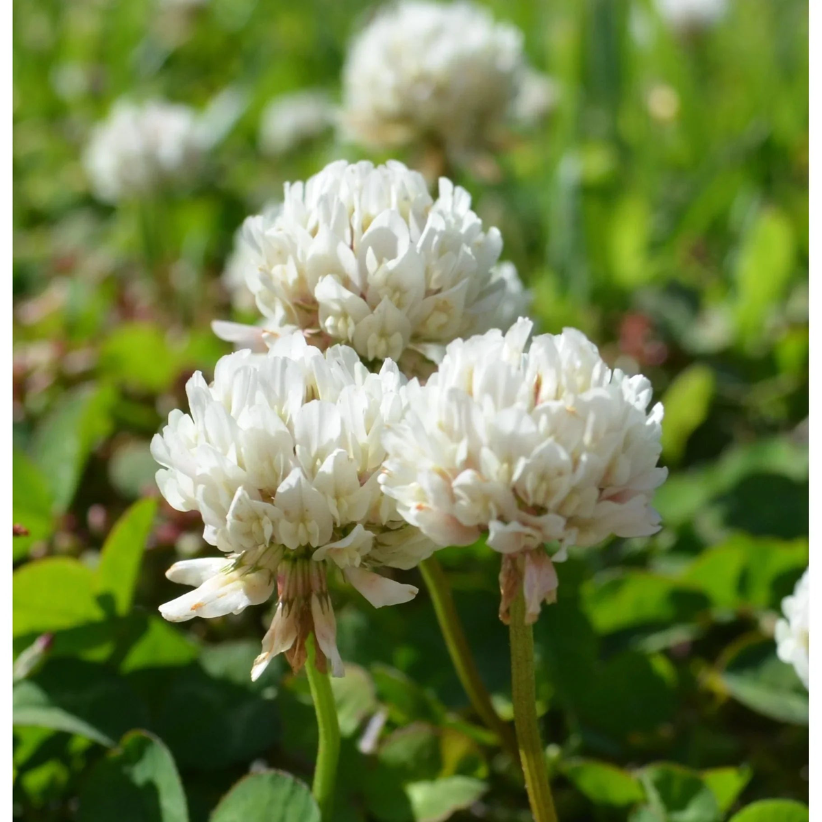Dutch Clover Flower Seeds for Planting  Heirloom, Non-GMO, High Germination Organic Garden Seeds