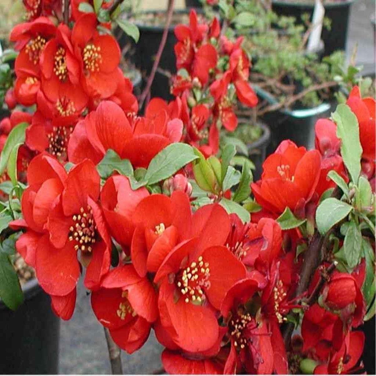 Enana Roja Flower seeds for Planting - Low Maintenance, Heirloom & GMO Free Seeds for Home Garden
